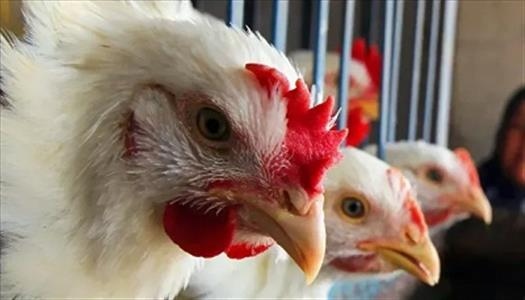 بشرى للمواطنين.. شعبة الدواجن تتوقع انخفاض أسعار الفراخ البيضاء لـ 80 جنيهًا