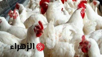 تحديث لحظي.. بورصة الدواجن اليوم أسعار الفراخ البيضاء تشهد تحركات جديدة.. وصلت كام يست الكل