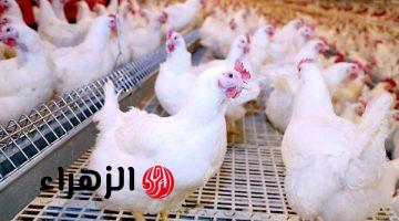 أسعار الدواجن اليوم الخميس 26 مارس 2026.. سعر الفراخ البلدي والحمراء الآن في الأسواق