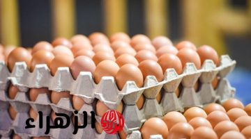 25 جنيه.. التموين تخفض أسعار البيض بمنافذ الوزارة وهذا ثمن الكرتونة الآن