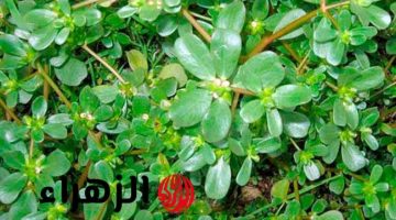كنز رباني يحمي صحتك من الأمراض.. فوائد مذهلة لنبات الرجلة