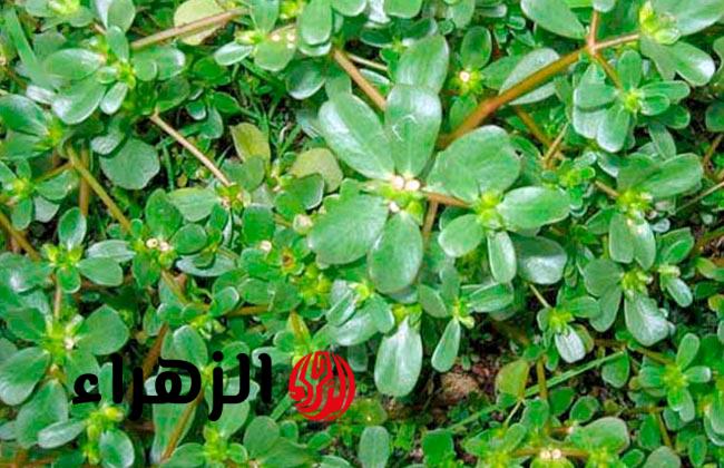 كنز رباني يحمي صحتك من الأمراض.. فوائد مذهلة لنبات الرجلة