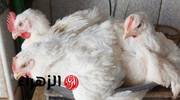 اسعار الدواجن اليوم.. تراجع طفيف للبيضاء بالأسواق