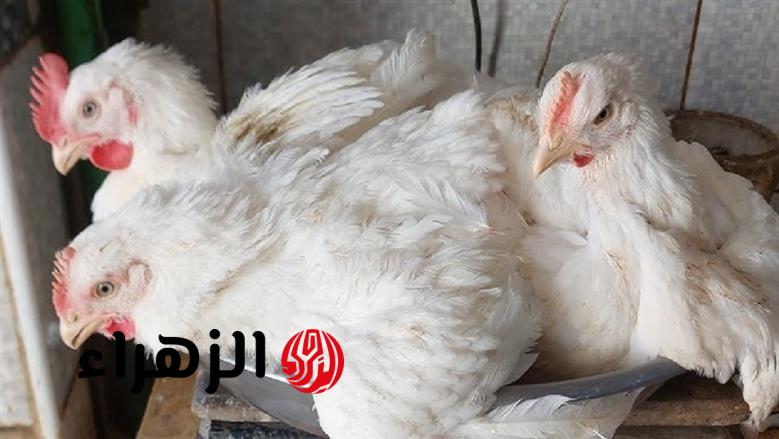 اسعار الدواجن اليوم.. تراجع طفيف للبيضاء بالأسواق