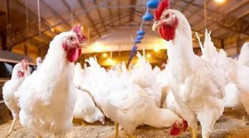 تراجع في الاسعار.. تعرف على سعر الدواجن والفراخ البيضاء اليوم واسعار البيض للمستهلكين