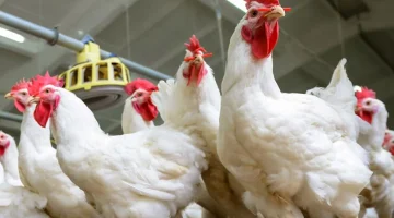 وقعت من العاشر.. هبوط قوي في أسعار الدواجن بالأسواق وهذا ثمن الكيلو الآن