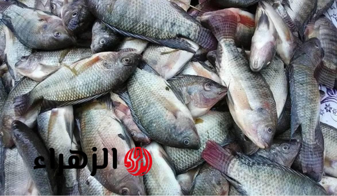 أسعار الأسماك اليوم السبت 21 مارس 2026.. بكم البوري في ثاني أيام العيد؟
