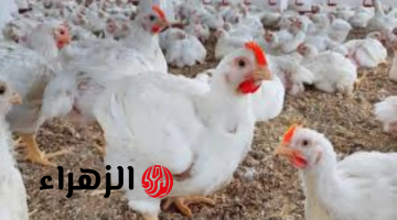 أسباب ارتفاع أسعار الدواجن في رمضان 2026 رغم وفرة المعروض