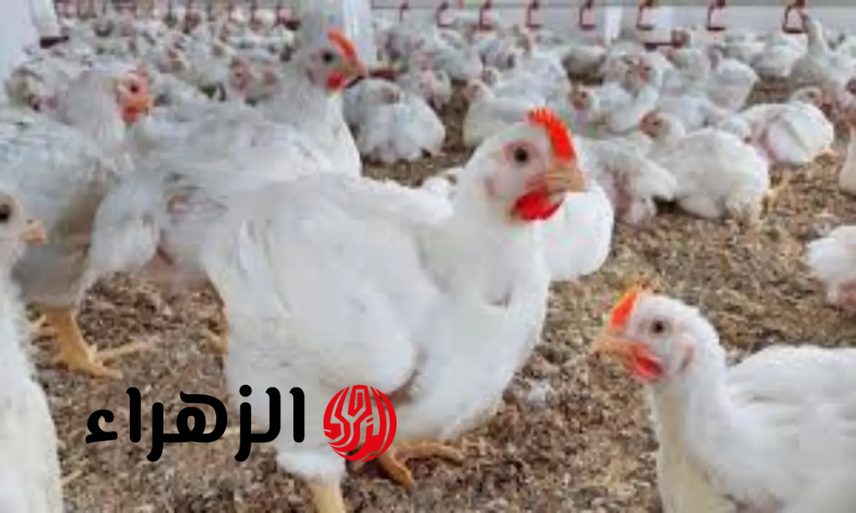 وقعت من الدور العاشر.. الآن أسعار الفراخ اليوم الإثنين 23 مارس 2026 في بورصة الدواجن
