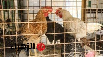 استقرار حذر يسيطر على أسعار الدواجن في مصر اليوم وسط ترقب للأسواق