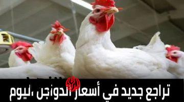 أسعار الفراخ والبيض تحديث يومي الأربعاء 25 مارس بعد الانخفاض الجديد