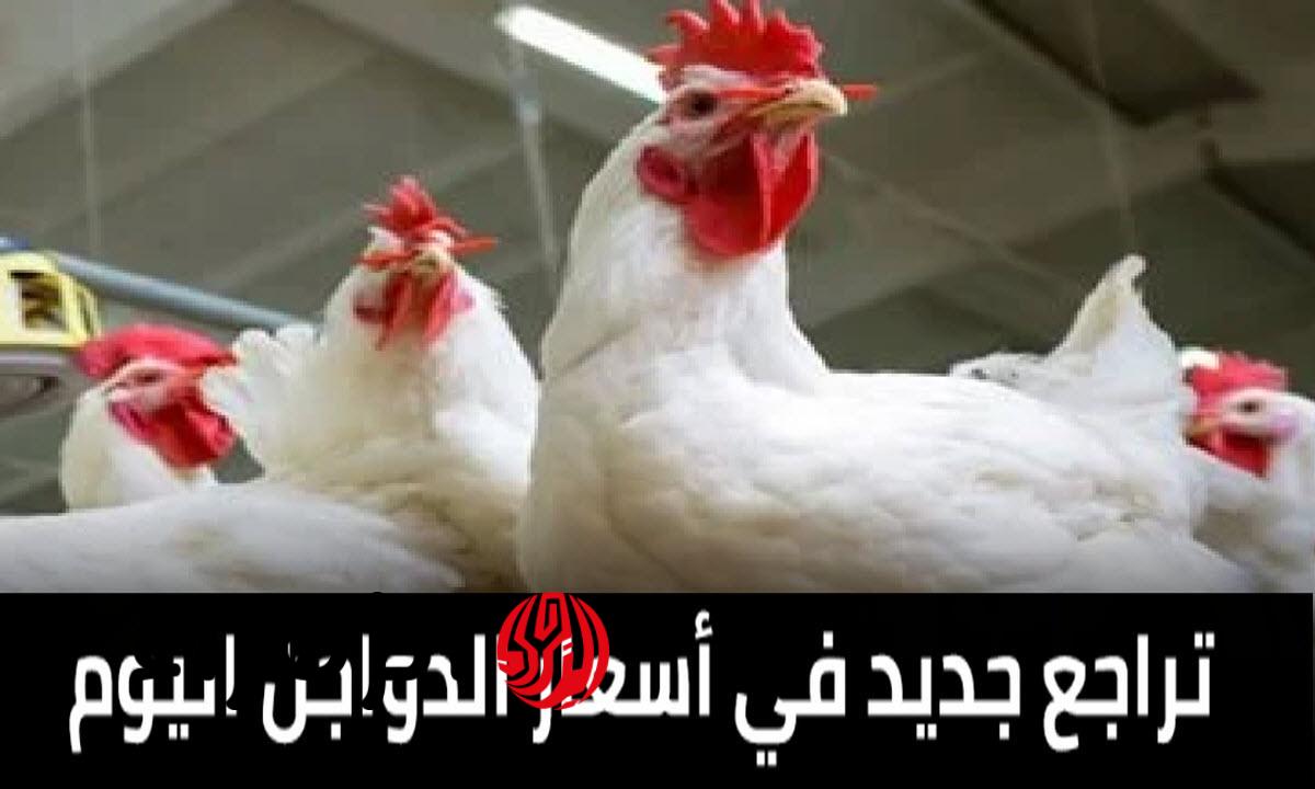 أسعار الفراخ والبيض تحديث يومي الأربعاء 25 مارس بعد الانخفاض الجديد