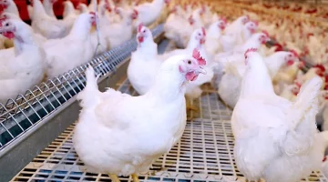 “البانيه بكام؟؟”.. سعر الفراخ اليوم الثلاثاء 24/3/2026 وسعر كيلو الفراخ البيضاء والبلدي في الاسواق
