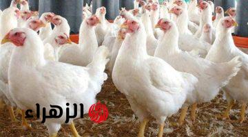 سعر الدواجن في مصر اليوم الأربعاء 29 أبريل 2026.. تحديث جديد لأسعار الفراخ البيضاء والبلدي والبيض الآن