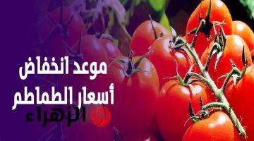 موعد انخفاض أسعار الطماطم في الأسواق وتوقعات وصول الكيلو لـ 25 جنيهاً