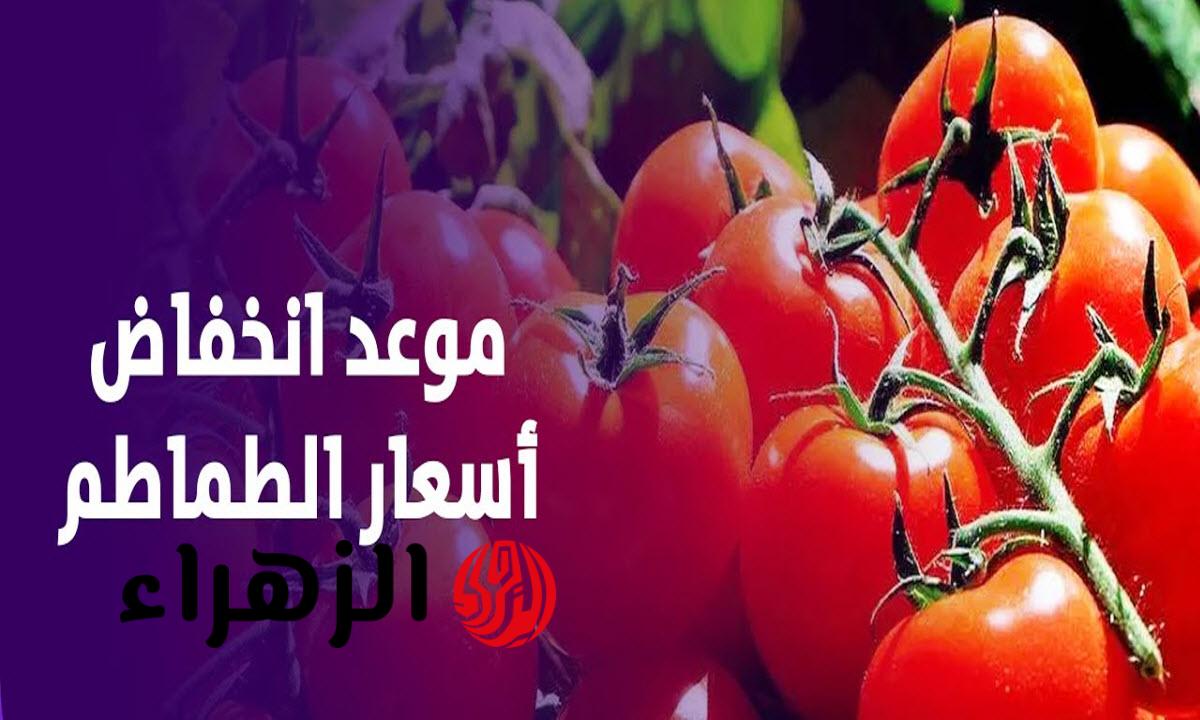 موعد انخفاض أسعار الطماطم في الأسواق وتوقعات وصول الكيلو لـ 25 جنيهاً