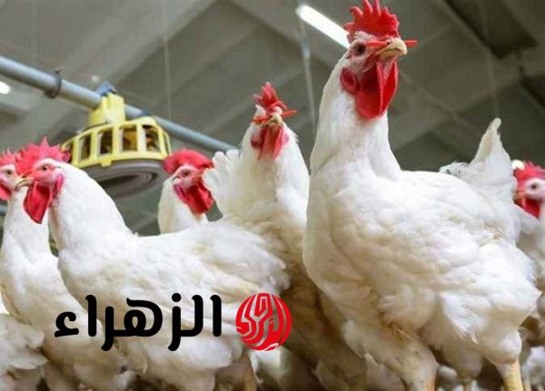 “هل ستنخفض مرة اخرى”؟ أسعار الدواجن والبيض في مصر اليوم الأحد وسط زيادة الطلب مع اقتراب شم النسيم وعيد القيامة المجيد