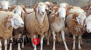 تعرف على متطلبات الأضحية ومواعيد وقفة عرفة وأول أيام عيد الأضحى 2026