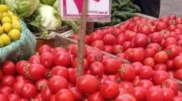 الزراعة تزف بشرى سارة بانخفاض سعر كيلو الطماطم لأقل من 10 جنيهات خلال أيام