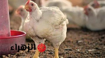 كيلو البانيه وصل كام.. أسعار الفراخ اليوم السبت 11 أبريل 2026 في المزارع والمحلات