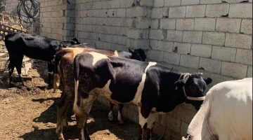 جدول أسعار الأضاحي قبيل عيد الأضحى 2026.. بكام كيلو القائم للخراف والعجول والماعز