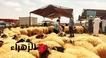 «سارع قبل ما تسالي!».. رابط حجز أضاحي العيد 2026 في الجزائر عبر adhahi.dz والأسعار الرسمية