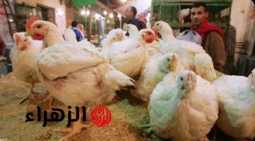 الفراخ نزلت ولا غليت؟.. سعر الدواجن اليوم الأحد 26 أبريل 2026 مفاجأة في الأسعار الآن