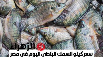 السمك بكام النهارده؟.. أسعار البلطي والبوري اليوم الأحد في الأسواق المصرية (تحديث لحظي)