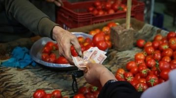 الزراعة تزف بشرى سارة: تراجع أسعار الطماطم لـ 10 جنيهات في هذا الموعد
