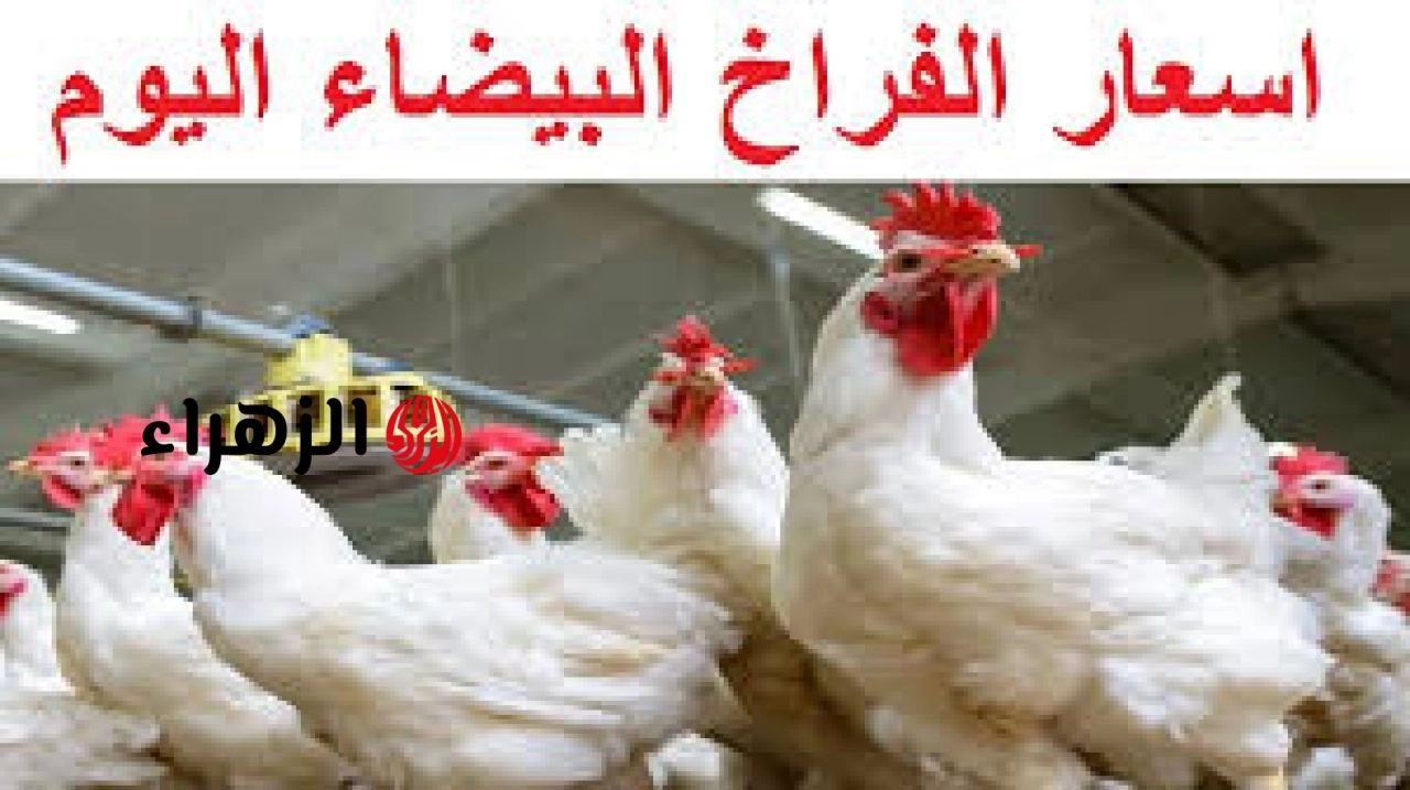 بكام الدواجن يا ست الكل.. سعر كيلو الفراخ البيضاء اليوم الأربعاء 29-4-2026