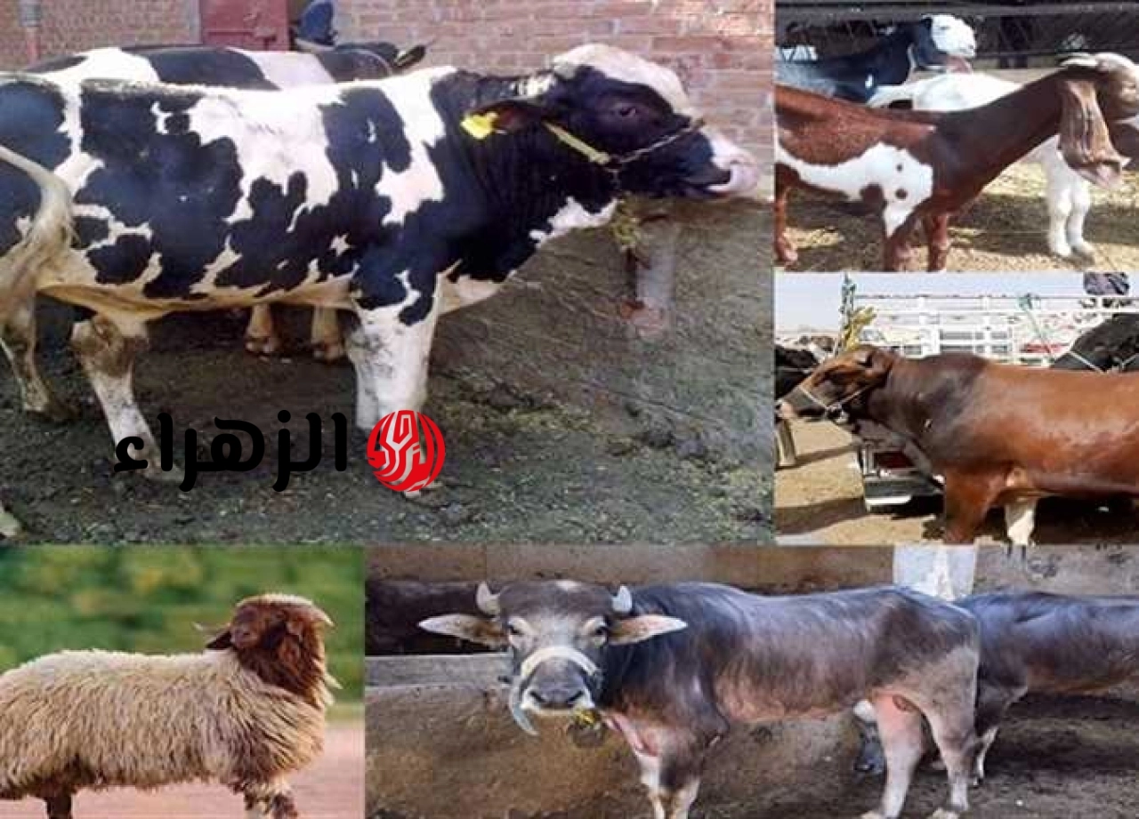 أسعار الأضاحي 2026.. الخراف والأبقار تسجل هذا الرقم