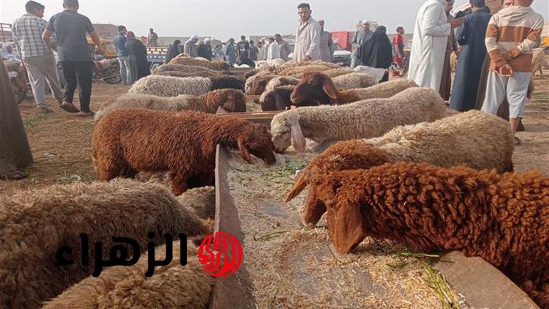 قبل عيد الأضحى 2026.. تعرف على أسعار الأضاحي قائم في الأسواق