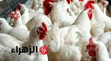 بكام الفراخ والكتاكيت.. بورصة الدواجن اليوم السبت 25-4-2026 أسعار الفراخ البيضاء