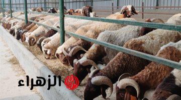 احجز أضحيتك قبل عيد الأضحى.. أسعار وأماكن حجز صكوك الأضاحي 2026 في جميع المحافظات