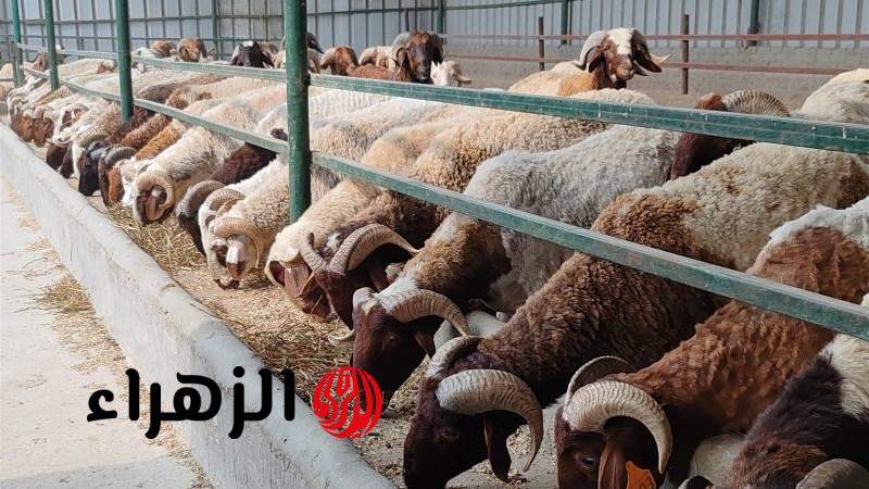 احجز أضحيتك قبل عيد الأضحى.. أسعار وأماكن حجز صكوك الأضاحي 2026 في جميع المحافظات
