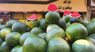 بعد وصول الحبة لـ250 جنيهًا.. موعد انخفاض أسعار البطيخ
