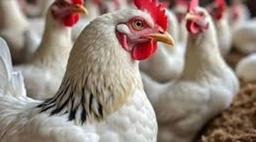 تراجع مفاجئ في أسعار الدواجن والبيض قبل عيد الأضحى.. والبانيه يفقد 80 جنيهًا دفعة واحدة