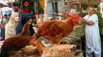 استقرار نسبي في أسعار الدواجن والبيض بمصر بتعاملات اليوم الأربعاء