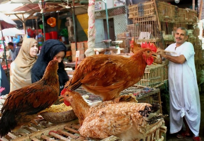 استقرار نسبي في أسعار الدواجن والبيض بمصر بتعاملات اليوم الأربعاء