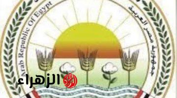 الزراعة تعلن تحصين 2.1 مليون رأس ماشية ضمن الحملة القومية ضد الجلد العقدي وجدري الأغنام