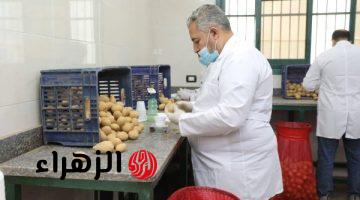 الزراعة: فحص 252 ألف طن مُعدة لتصدير البطاطس.. وإجمالي الموسم يتخطى 660 ألف طن