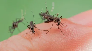 يمكن أن تكون رائحتك السبب.. لماذا يلدغ الناموس أشخاص أكثر من غيرهم؟
