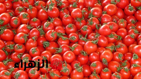 مفاجأة سارة في أسعار الطماطم بعد إجراء الحكومة الأخير.. وهذا ثمن الكيلو الآن