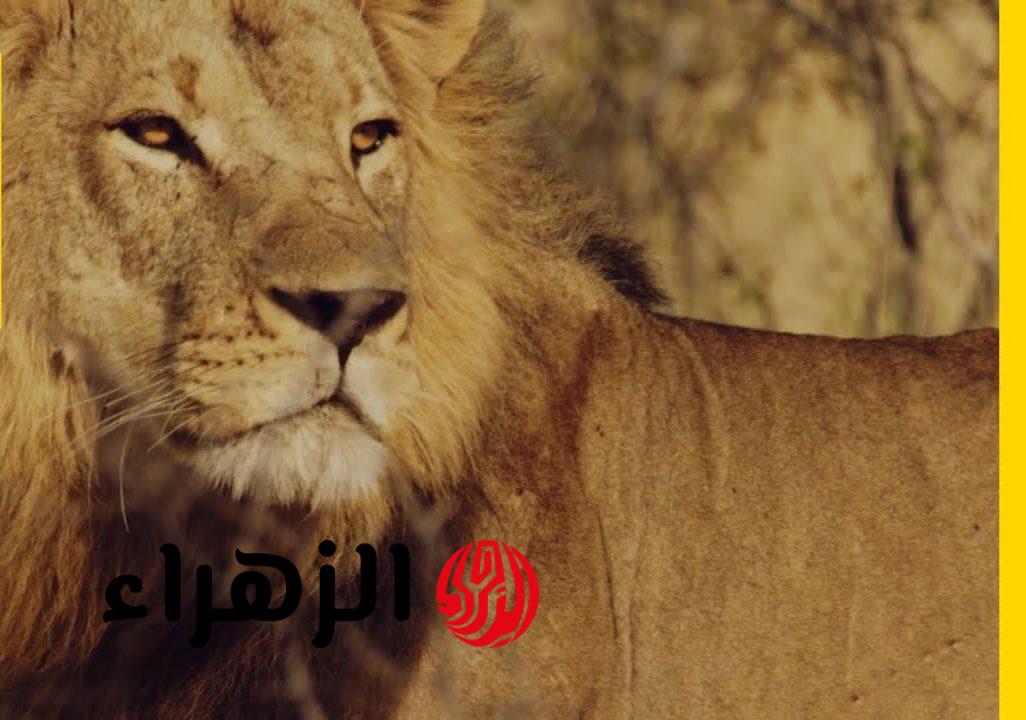 تردد قناة ناشيونال جيوغرافيك 2026 الجديد لجودة HD في الشرق الأوسط