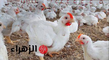 الفراخ بكام الان.. أسعار الفراخ البيضاء اليوم في بورصة الدواجن بعد آخر تحديث بالاسواق
