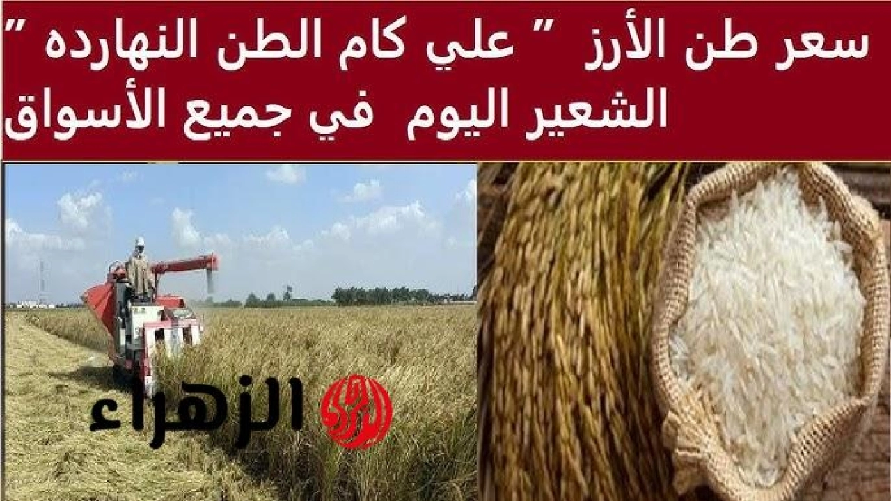 وصل كام ؟ .. سعر طن الأرز الشعير اليوم الثلاثاء 28 أبريل 2026 في مصر