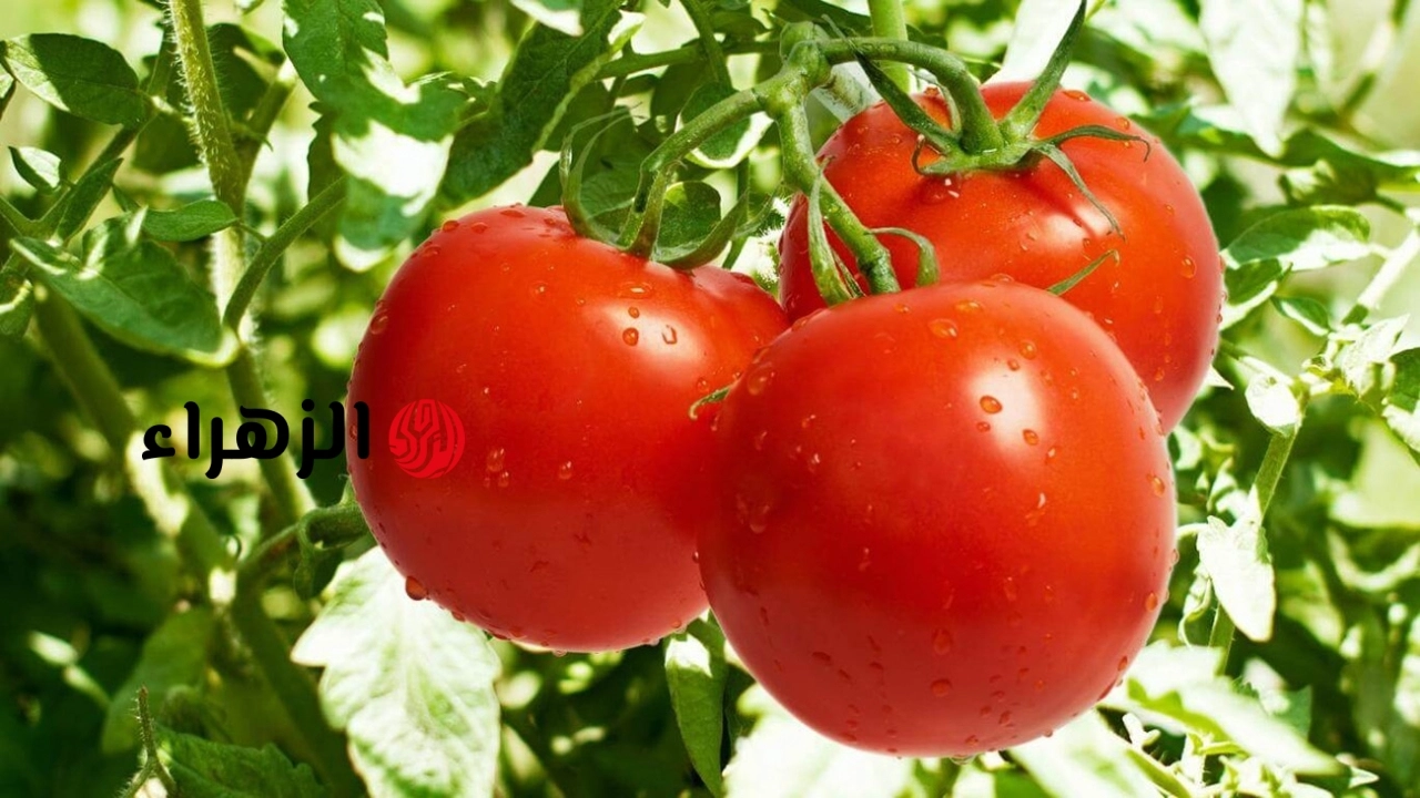 ماذا يحدث لجسمك عند تناول الطماطم يومياً؟