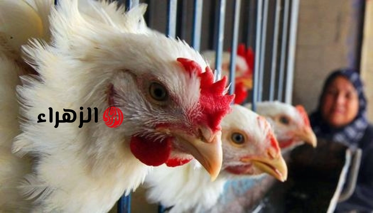 بورصة الدواجن.. أسعار الفراخ البيضاء والبلدي للمستهلك والمزارع اليوم الجمعة 29 مايو 2026