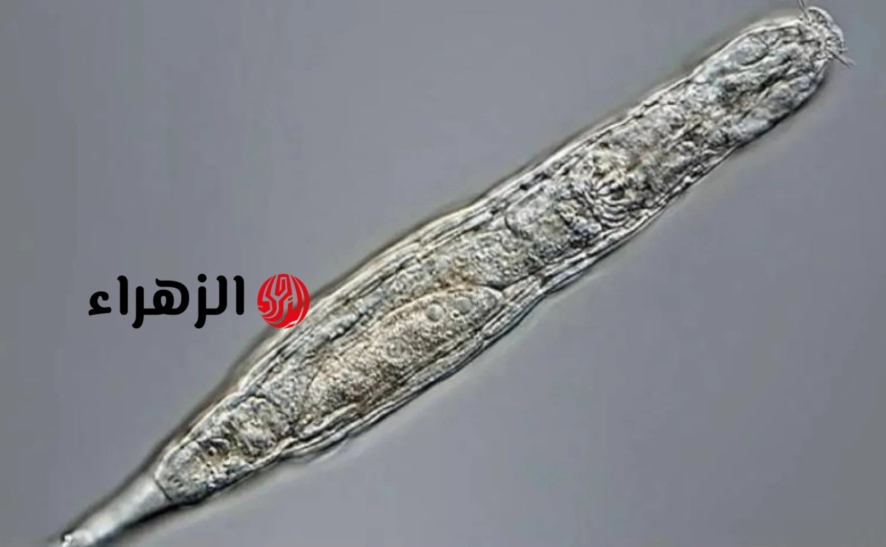 معجزة بيولوجية.. إيقاظ «دودة الزومبي» وتكاثرها بعد تجمدها 24 ألف عام في سيبيريا