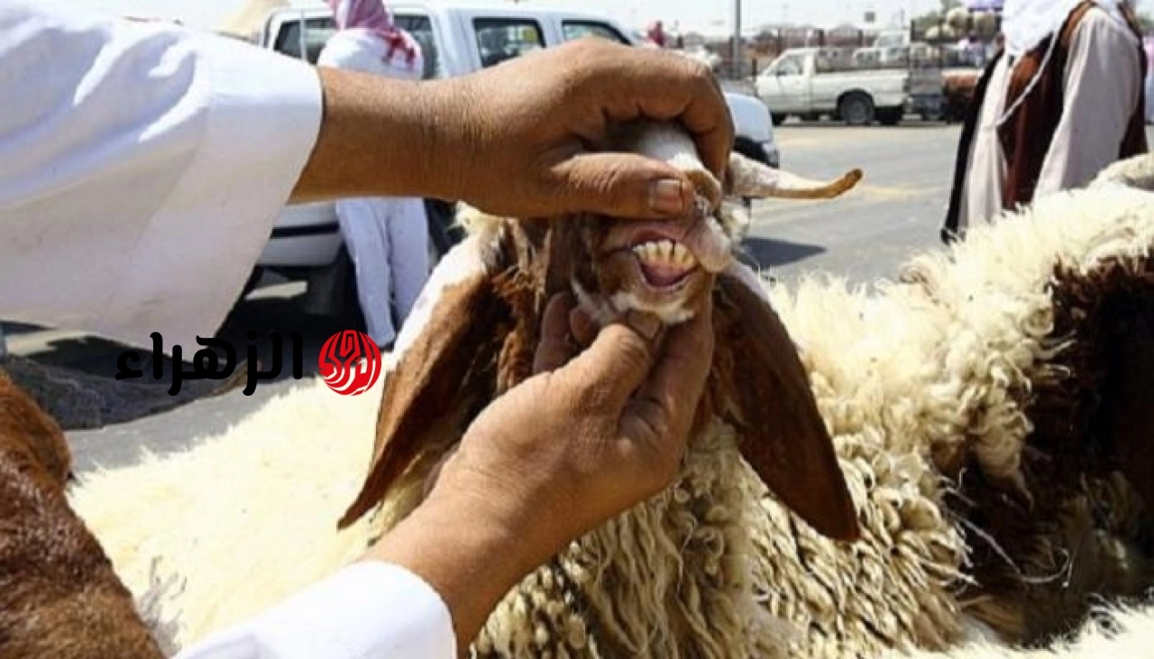 احذر هذه العيوب الـ 18.. الإفتاء تحسم الجدل حول شروط صحة الأضحية وتوضح ما لا يجزئ